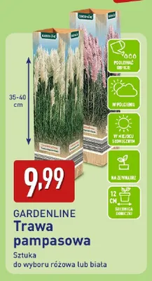 Trawa pampasowa promocja w Aldi