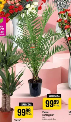 Palma kanaryjska średnica doniczki: 19cm promocja w POLOmarket