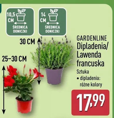 Dipladenia/Lawenda francuska promocja w Aldi