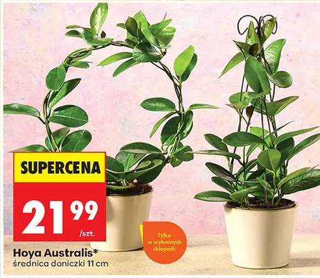 Hoya Australis średnica doniczki 11cm promocja w Biedronka