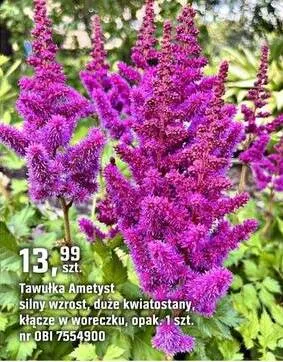 Tawułka Ametyst promocja w OBI