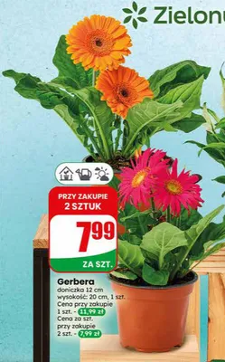 Gerbera doniczka 12 cm promocja w Dino