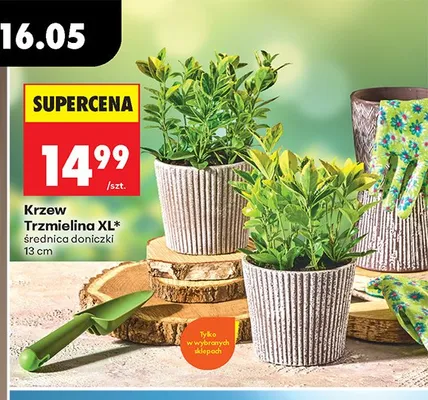 Krzew Trzmielina XL średnica doniczki 13cm promocja w Biedronka