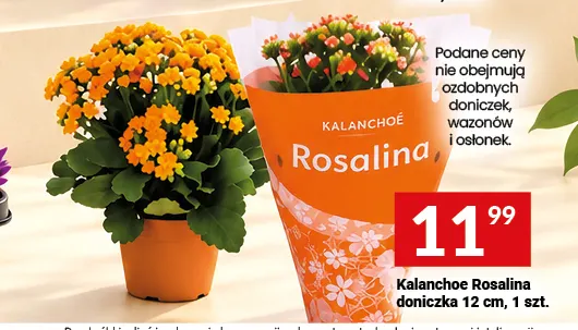 Kalanchoe Rosalina doniczka 12 cm promocja w Twój Market