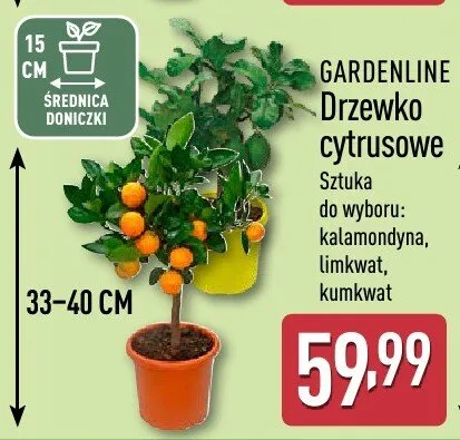 Drzewko cytrusowe GARDENLINE promocja w Aldi