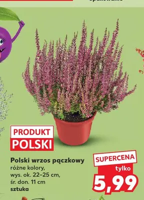 Polski wrzos pączkowy promocja w Kaufland
