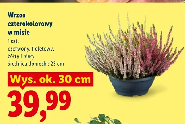 Wrzos czterokolorowy w misie promocja w Lidl