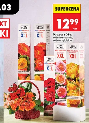 Róża angielska XXL krzewy z pnącymi cznymi promocja w Biedronka