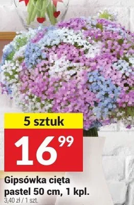 Gipsówka cięta pastel 50 cm promocja w Twój Market