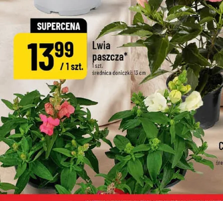 Lwia paszcza promocja w POLOmarket