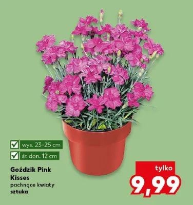Goździk Pink Kisses pachnące kwiaty promocja w Kaufland