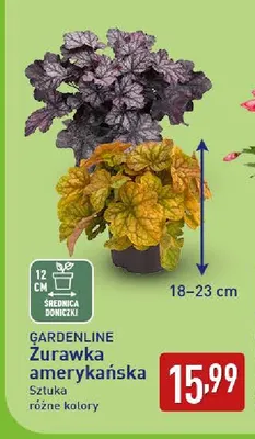 Żurawka amerykańska Gardenline promocja w Aldi