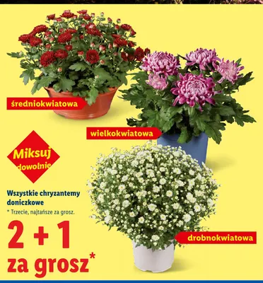 Chryzantema doniczkowa drobnokwiatowa promocja w Lidl