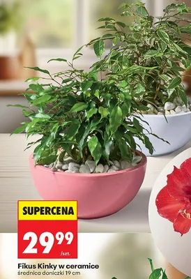 Fikus Kinky w ceramice promocja w Biedronka