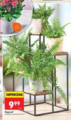 Paproć średnica doniczki 12 cm promocja w Biedronka