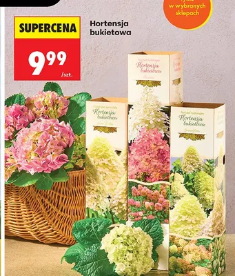 Hortensja bukietowa promocja w Biedronka