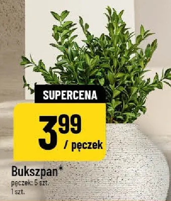 Bukszpan pęczek: 5 szt. promocja w POLOmarket