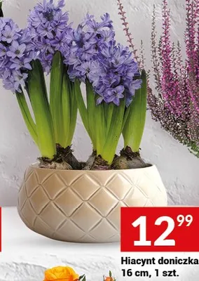 Hiacynt doniczka 16 cm, 1 szt. promocja w Twój Market