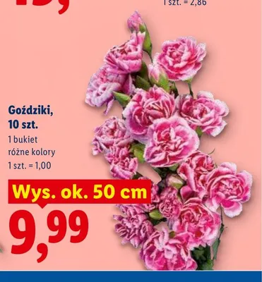 Goździki wys. ok. 50cm promocja w Lidl