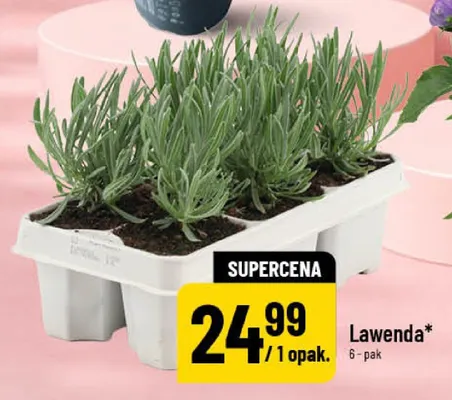 Lawenda 6-pak promocja w POLOmarket