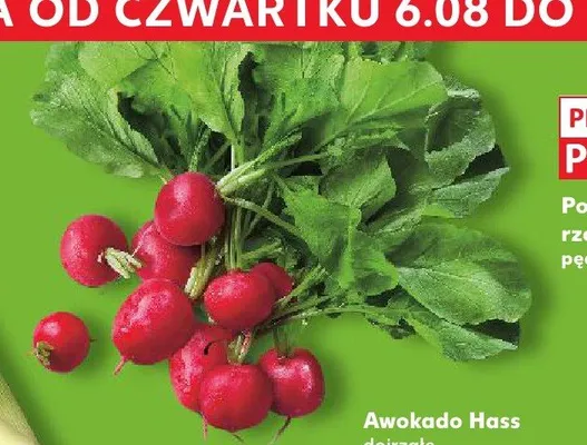 Polska rzodkiewka pęczek promocja w Kaufland