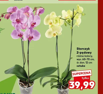 Storczyk 2-pędowy promocja w Kaufland