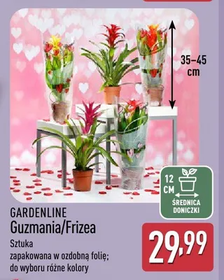 Guzmania promocja w Aldi