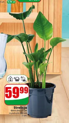 Strelicja promocja w Dino