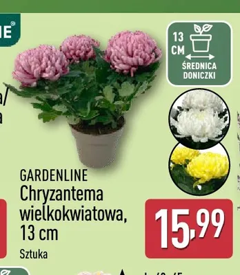 Chryzantema wielkokwiatowa 13 cm Gardenline promocja w Aldi