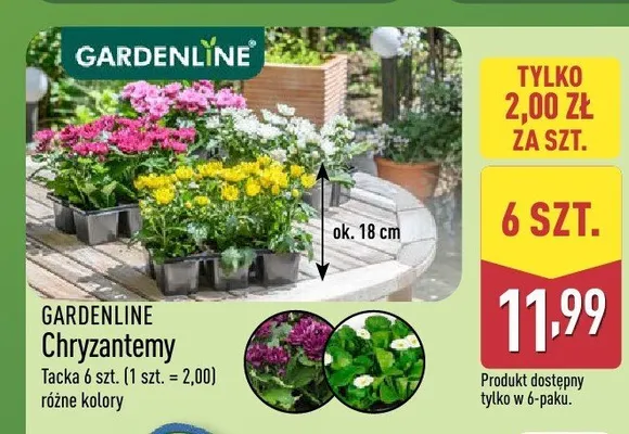 Chryzantemy Gardenline promocja w Aldi