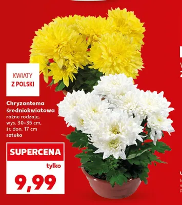 Chryzantema średniokwiatowa promocja w Kaufland
