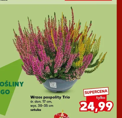 Wrzos pospolity Trio promocja w Kaufland
