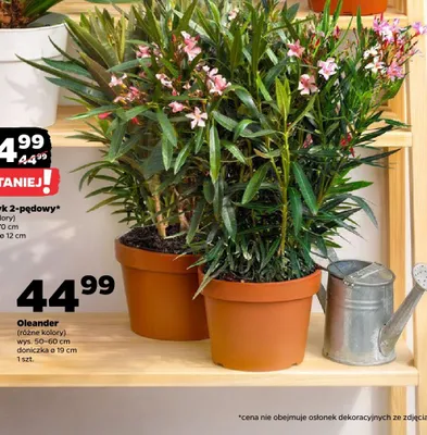 Oleander (różne kolory) promocja w Netto