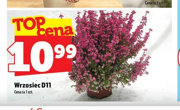 Wrzosiec promocja w TOPAZ