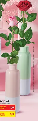 Róża promocja w Biedronka