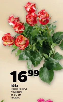 Róża promocja w Netto