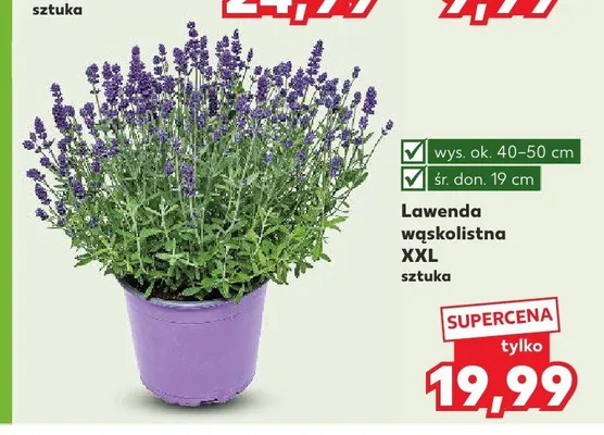 Lawenda wąskolistna XXL promocja w Kaufland