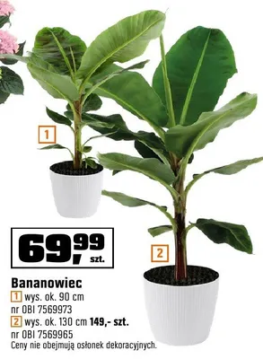 Bananowiec wys. ok. 130cm promocja w OBI