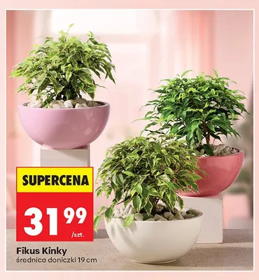 Fikus Kinky średnica doniczki 19cm promocja w Biedronka