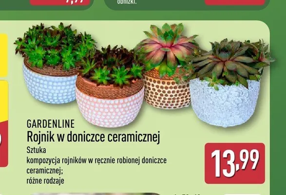 Rojnik w doniczce ceramicznej GARDENLINE promocja w Aldi