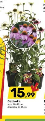 Jeżówka wys. 20-40 cm doniczka śr. 17 cm promocja w Bricomarche