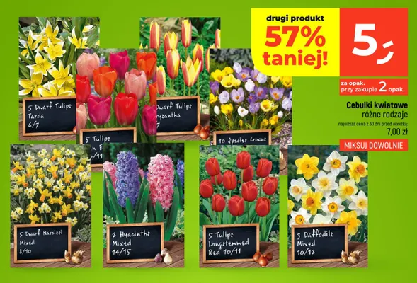 Cebulki kwiatowe Dwarf Tulips Tarda 5-pak promocja w Dealz
