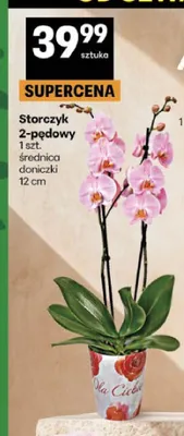 Storczyk 2-pędowy promocja w Delikatesy Centrum