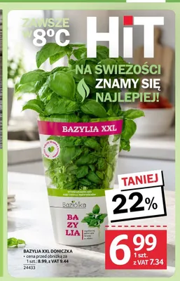 Bazylia XXL doniczka Baziółka promocja w Selgros