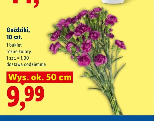 Goździki promocja w Lidl