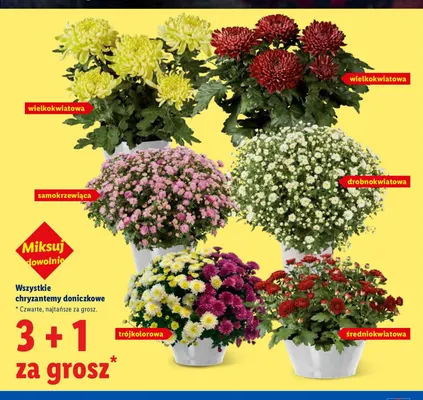 Chryzantema doniczkowa średniokwiatowa promocja w Lidl