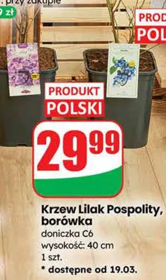 Krzew borówka doniczka C6  promocja w Dino