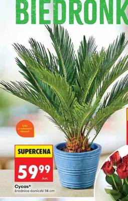 Cycas średnica doniczki 14 cm promocja w Biedronka