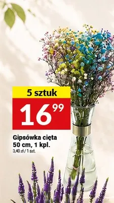 Gipsówka cięta 50 cm promocja w Twój Market