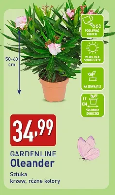 Oleander promocja w Aldi
